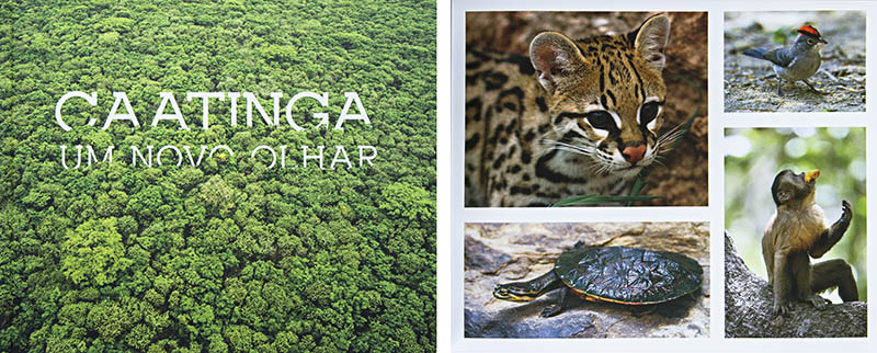 Caatinga, Um Novo Olhar